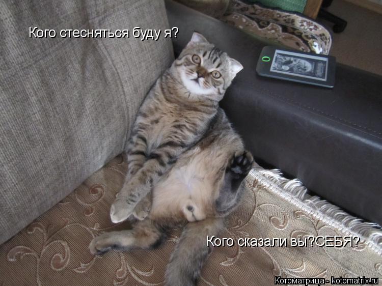 Котоматрица: Кого стесняться буду я? Кого сказали вы?СЕБЯ?