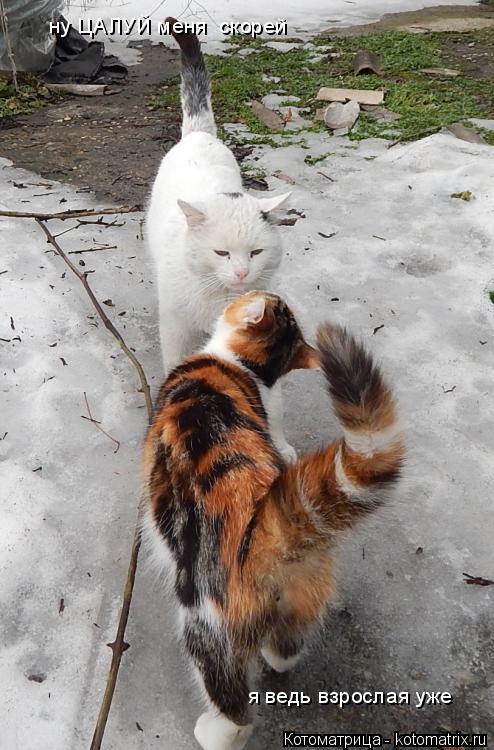 ну ЦАЛУЙ меня скорей я ведь взрослая уже... Котоматрица: ну ЦАЛУЙ меня скорей я ведь взрослая уже