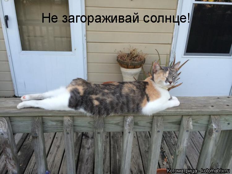 Котоматрица: Не загораживай солнце!
