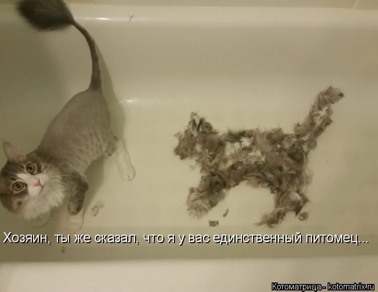 Хозяин, ты же сказал, что я у вас единственный питомец...... Котоматрица: Хозяин, ты же сказал, что я у вас единственный питомец...