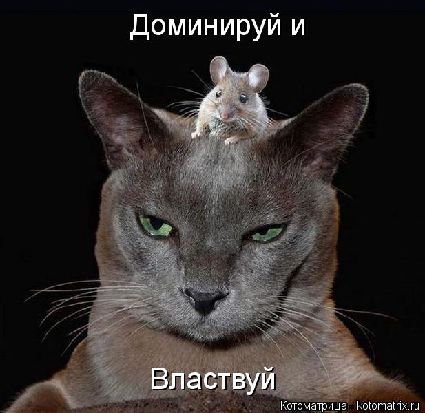 Доминируй и Властвуй... Котоматрица: Доминируй и Властвуй