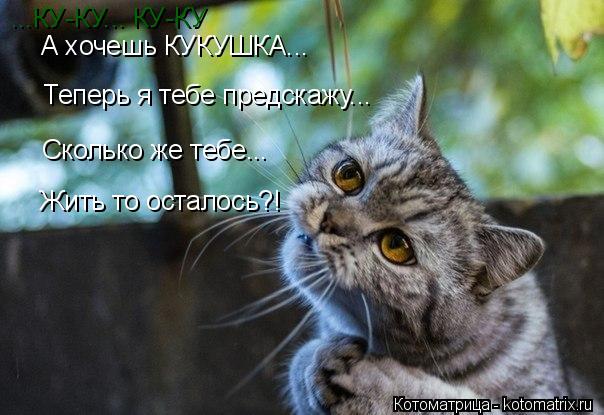 А хочешь КУКУШКА... Сколько же тебе... Жить то осталось?! ...КУ-КУ... КУ-КУ Теперь я тебе предскажу..... Котоматрица: А хочешь КУКУШКА... Сколько же тебе... Жить то осталось?! ...КУ-КУ... КУ-КУ Теперь я тебе предскажу...
