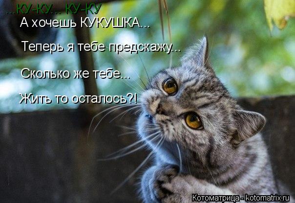 Котоматрица: А хочешь КУКУШКА... Сколько же тебе... Жить то осталось?! ...КУ-КУ... КУ-КУ Теперь я тебе предскажу...