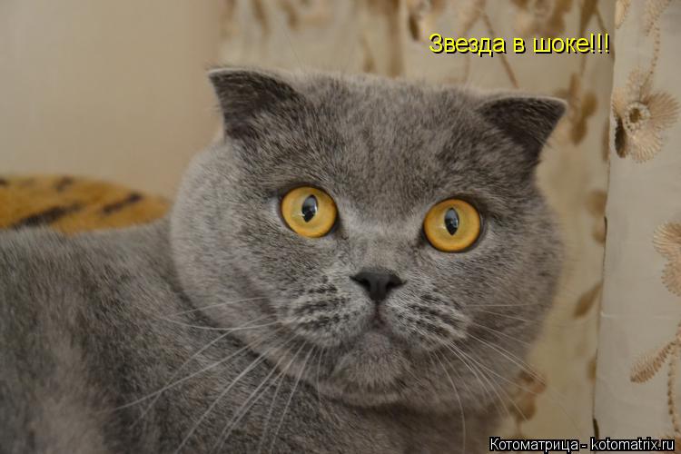 Котоматрица: Звезда в шоке!!!