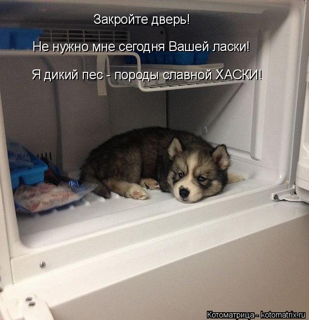 Я дикий пес - породы славной ХАСКИ! Закройте дверь! Не нужно мне сегодня Вашей ласки!... Котоматрица: Я дикий пес - породы славной ХАСКИ! Закройте дверь! Не нужно мне сегодня Вашей ласки!