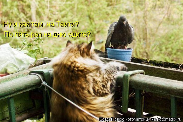 Ну и как там, на Таити? По пять раз на дню едите?... Котоматрица: Ну и как там, на Таити? По пять раз на дню едите?