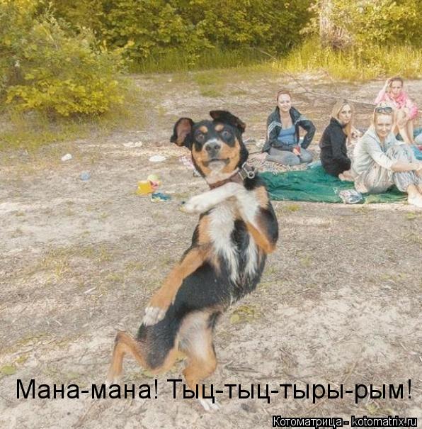 Котоматрица: Мана-мана! Тыц-тыц-тыры-рым!