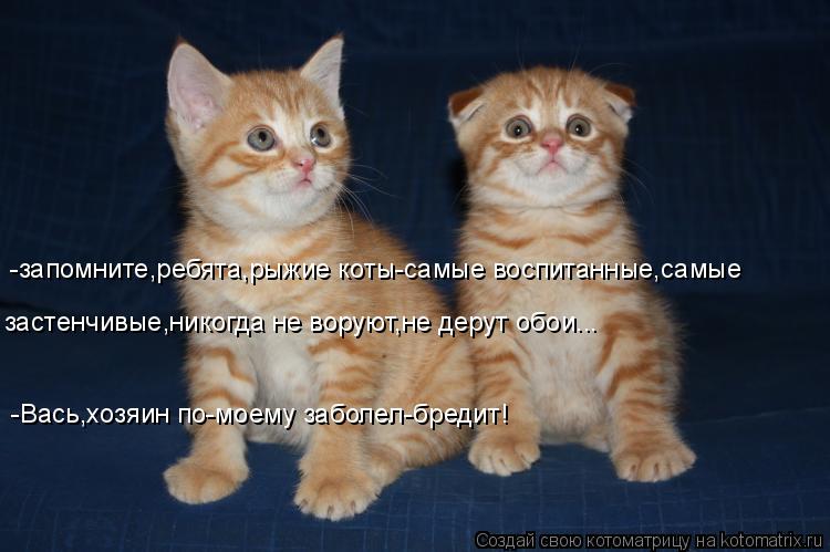 -запомните,ребята,рыжие коты-самые воспитанные,самые -Вась,хозяин по-моему заболел-бредит! застенчивы... Котоматрица: -запомните,ребята,рыжие коты-самые воспитанные,самые -Вась,хозяин по-моему заболел-бредит! застенчивые,никогда не воруют,не дерут обои...