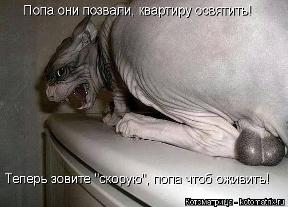 Котоматрица: Попа они позвали, квартиру освятить! Теперь зовите "скорую", попа чтоб оживить!