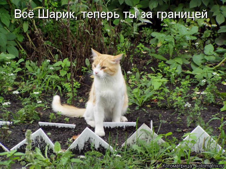 Котоматрица: Всё Шарик, теперь ты за границей