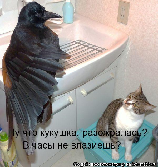Ну что кукушка, разожралась? В часы не влазиешь?... Котоматрица: Ну что кукушка, разожралась? В часы не влазиешь?