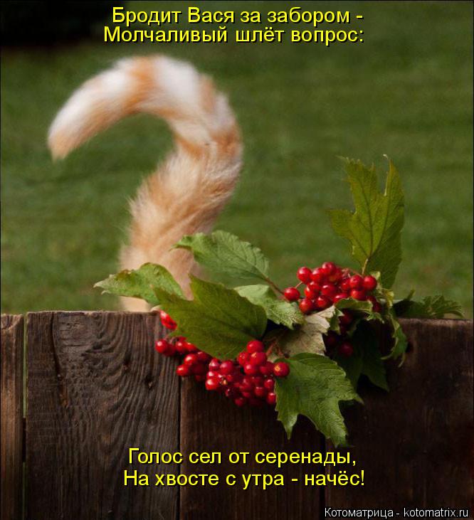 Котоматрица: Бродит Вася за забором - Молчаливый шлёт вопрос: Голос сел от серенады, На хвосте с утра - начёс!