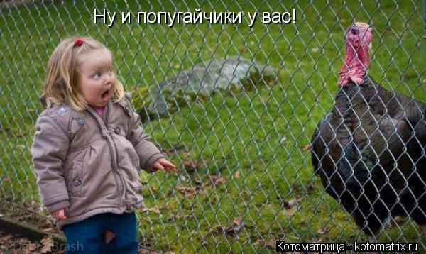 Котоматрица: Ну и попугайчики у вас!