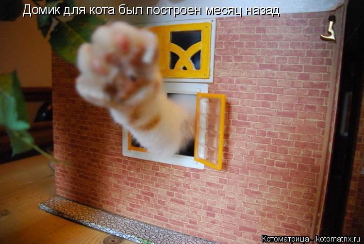 Домик для кота был построен месяц назад... Котоматрица: Домик для кота был построен месяц назад