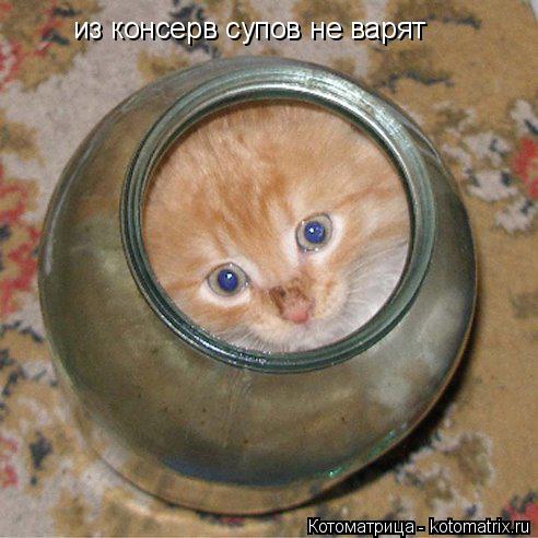 Котоматрица: из консерв супов не варят