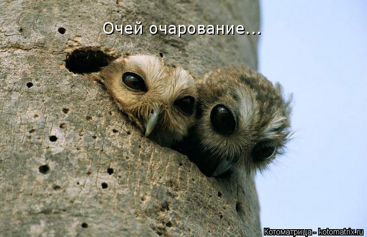 Котоматрица: Очей очарование...