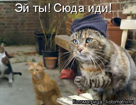 Котоматрица: Эй ты! Сюда иди!