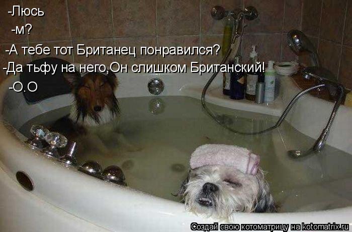 Котоматрица: -Люсь -м? -А тебе тот Британец понравился? -Да тьфу на него,Он слишком Британский! -O.O