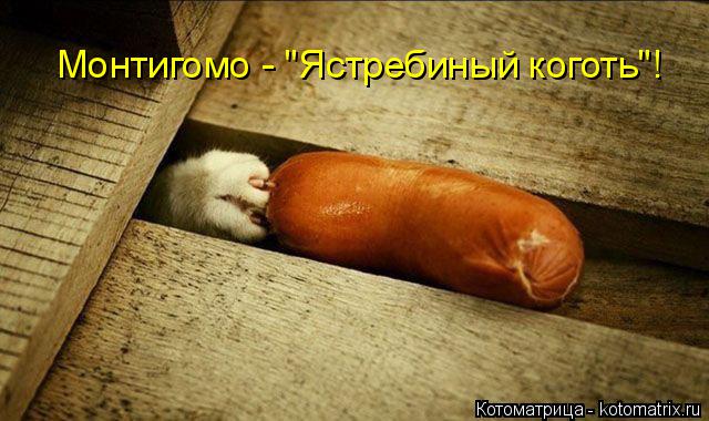 Котоматрица: Монтигомо - "Ястребиный коготь"!