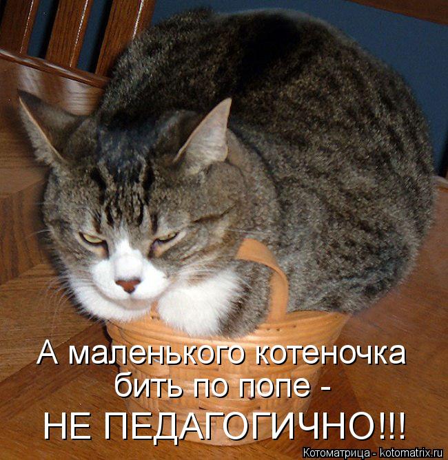 А маленького котеночка бить по попе - НЕ ПЕДАГОГИЧНО!!!... Котоматрица: А маленького котеночка бить по попе - НЕ ПЕДАГОГИЧНО!!!