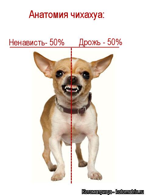 Котоматрица: ------------------------------------------------ Анатомия чихахуа: Ненависть- 50% Дрожь - 50% _______________________