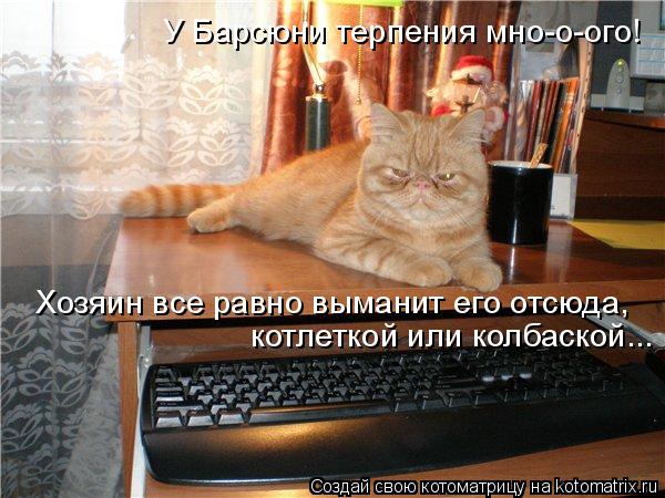 Котоматрица: У Барсюни терпения мно-о-ого! Хозяин все равно выманит его отсюда,  котлеткой или колбаской...