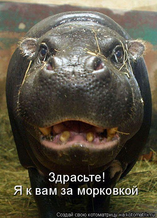 Здрасьте! Я к вам за морковкой... Котоматрица: Здрасьте! Я к вам за морковкой