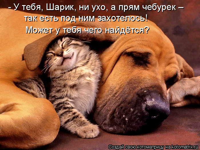 Котоматрица: - У тебя, Шарик, ни ухо, а прям чебурек –  так есть под ним захотелось!  Может у тебя чего найдётся?