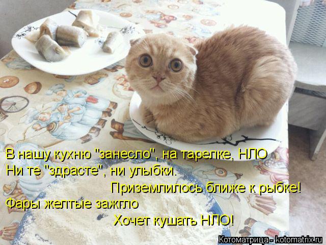 В нашу кухню "занесло", на тарелке, НЛО Ни те "здрасте", ни улыбки. Приземлилось ближе к рыбке! Ф... Котоматрица: В нашу кухню "занесло", на тарелке, НЛО Ни те "здрасте", ни улыбки. Приземлилось ближе к рыбке! Фары желтые зажгло Хочет кушать НЛО!