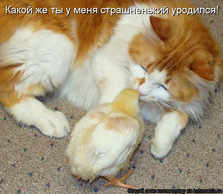 Какой же ты у меня страшненький уродился!... Котоматрица: Какой же ты у меня страшненький уродился!