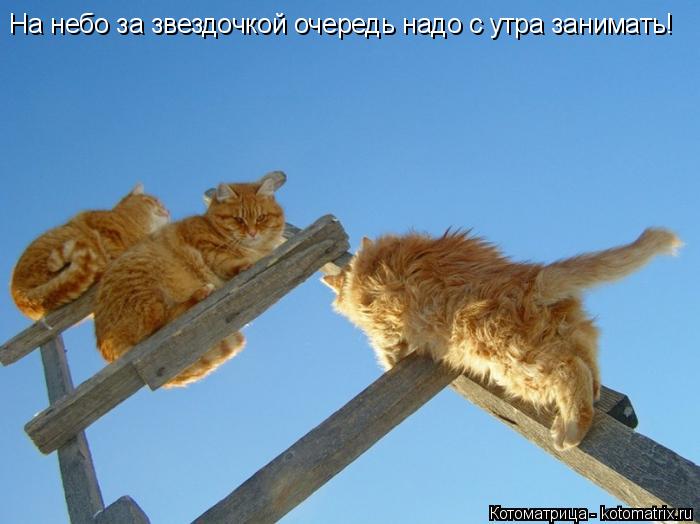 Котоматрица: На небо за звездочкой очередь надо с утра занимать!