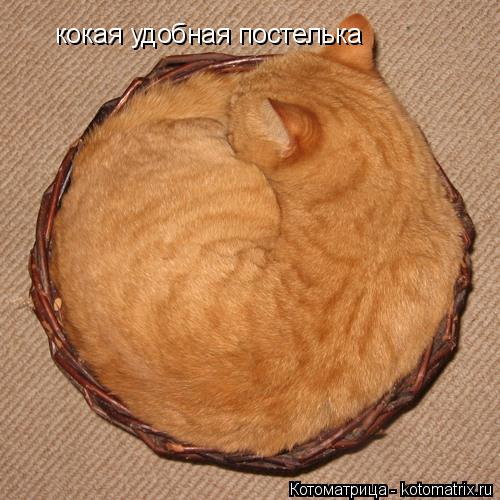 кокая удобная постелька... Котоматрица: кокая удобная постелька