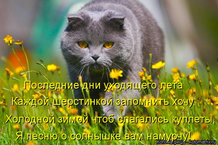 Котоматрица: Последние дни уходящего лета Каждой шерстинкой запомнить хочу, Холодной зимой чтоб слагались куплеты, Я песню о солнышке вам намурчу!
