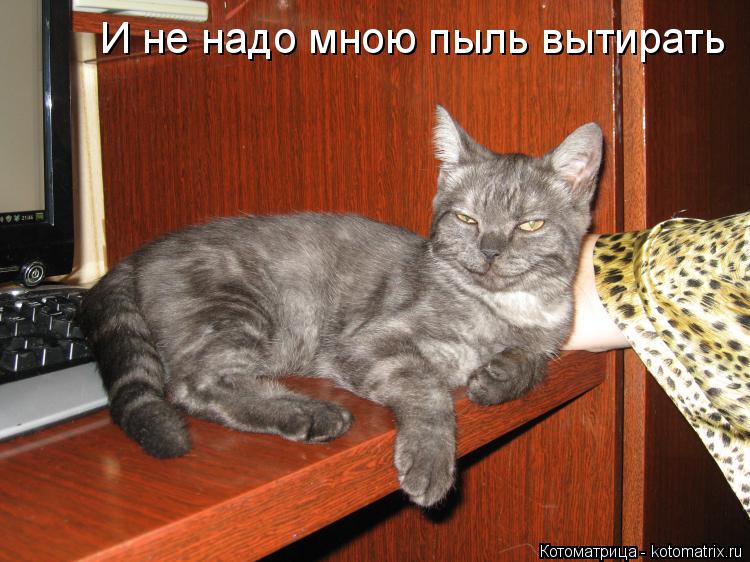 Котоматрица: И не надо мною пыль вытирать