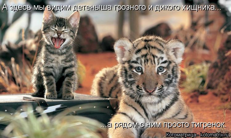 Котоматрица: А здесь мы видим детеныша грозного и дикого хищника... ...а рядом с ним просто тигренок.