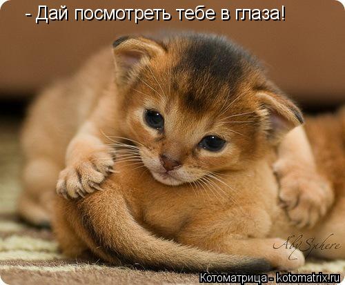 Котоматрица: - Дай посмотреть тебе в глаза!