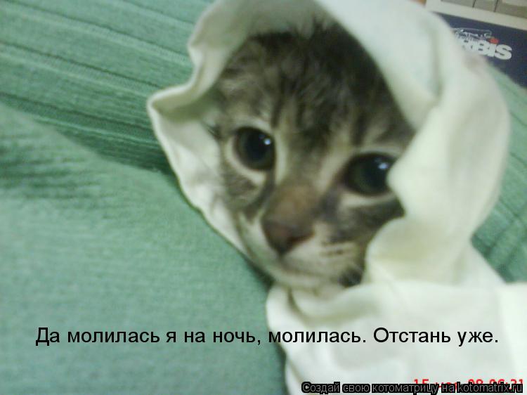Котоматрица: Да молилась я на ночь, молилась. Отстань уже.