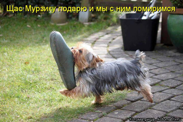 Котоматрица: Щас Мурзику подарю и мы с ним помиримся