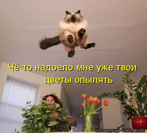 Чё то надоело мне уже твои цветы опылять... Котоматрица: Чё то надоело мне уже твои цветы опылять