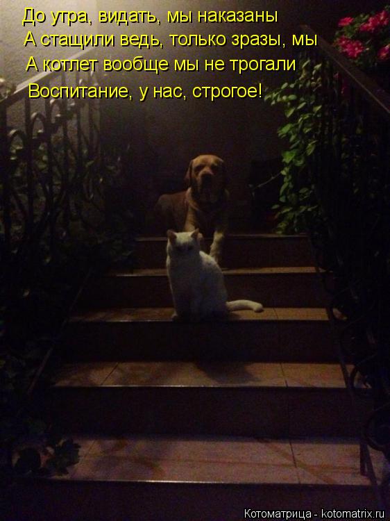 Котоматрица: До утра, видать, мы наказаны  А стащили ведь, только зразы, мы   А котлет вообще мы не трогали  Воспитание, у нас, строгое!