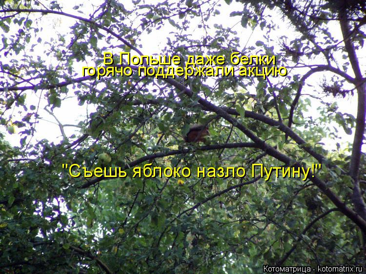 Котоматрица: горячо поддержали акцию "Съешь яблоко назло Путину!"  В Польше даже белки