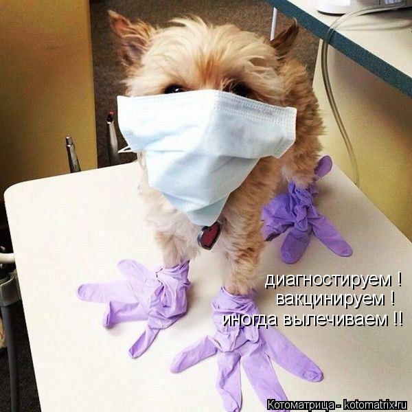 диагностируем ! вакцинируем ! иногда вылечиваем !!... Котоматрица: диагностируем ! вакцинируем ! иногда вылечиваем !!