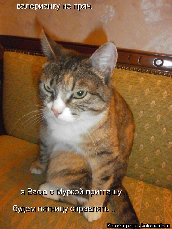 валерианку не пряч... я Васю с Муркой приглашу... будем пятницу справлять... будем пятницу справлять.... Котоматрица: валерианку не пряч... я Васю с Муркой приглашу... будем пятницу справлять... будем пятницу справлять...