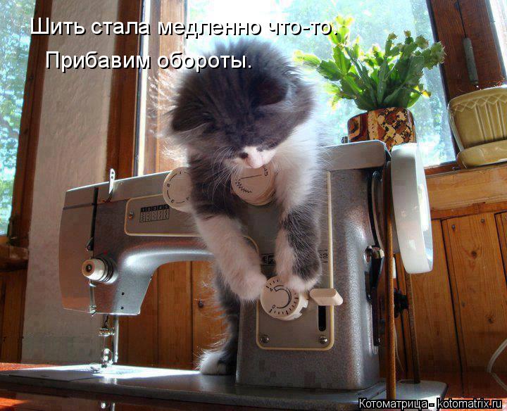 Котоматрица: Шить стала медленно что-то. Прибавим обороты.