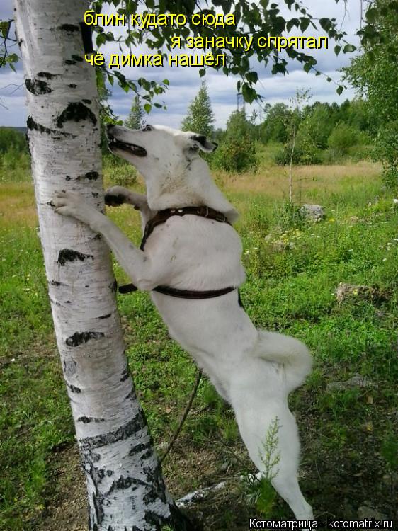 Котоматрица: блин кудато сюда  я заначку спрятал чё димка нашёл