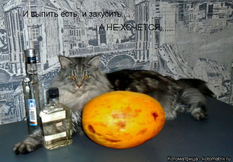 Котоматрица: И выпить есть, и закусить.... А НЕ ХОЧЕТСЯ,,,,,.