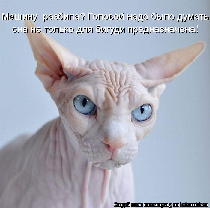 Машину разбила? Головой надо было думать, она не только для бигуди предназначена!... Котоматрица: Машину разбила? Головой надо было думать, она не только для бигуди предназначена!