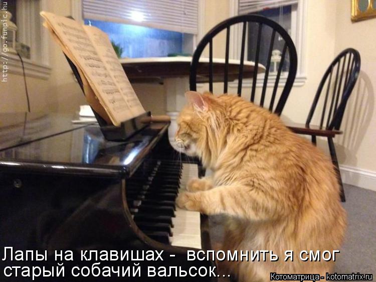 Котоматрица: Лапы на клавишах -  вспомнить я смог старый собачий вальсок...