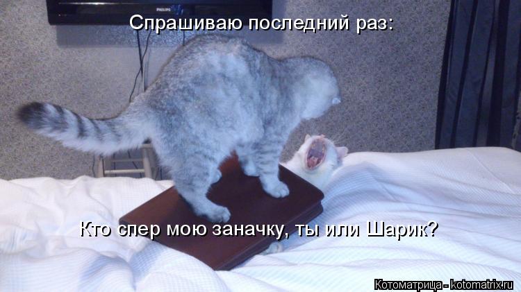 Котоматрица: Кто спер мою заначку, ты или Шарик? Спрашиваю последний раз: