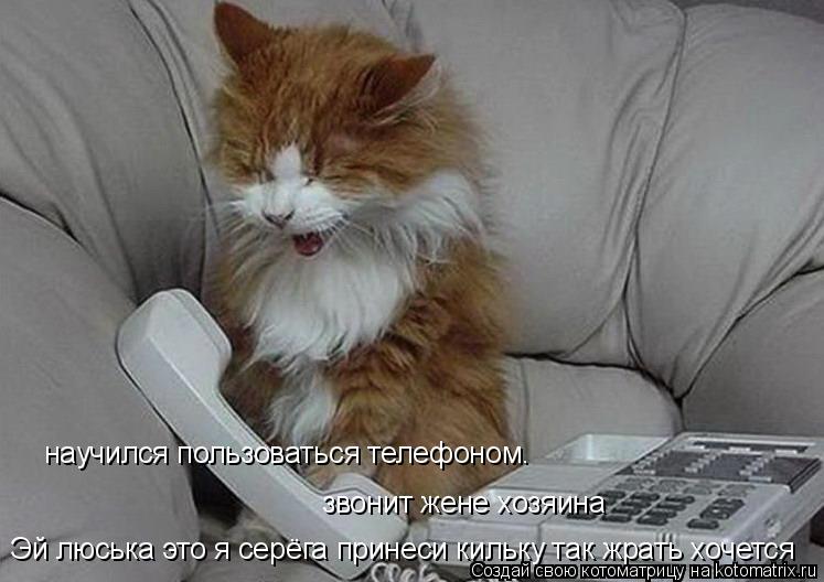 Котоматрица: научился пользоваться телефоном. звонит жене хозяина Эй люська это я серёга принеси кильку так жрать хочется
